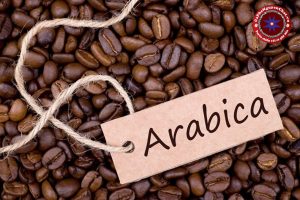 Nhắc đến cà phê chúng ta thường nghe đến 2 cái tên Robusta và Arabica. Vậy cà phê Arabica thực sự như thế nào? Hãy cùng Nguyen Chat Coffee tìm hiểu thêm về giống cà phê đặc biệt này nhé.