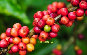 Cây cà phê Robusta