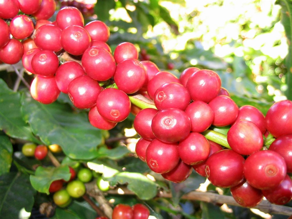 Nguồn gốc cà phê Robusta